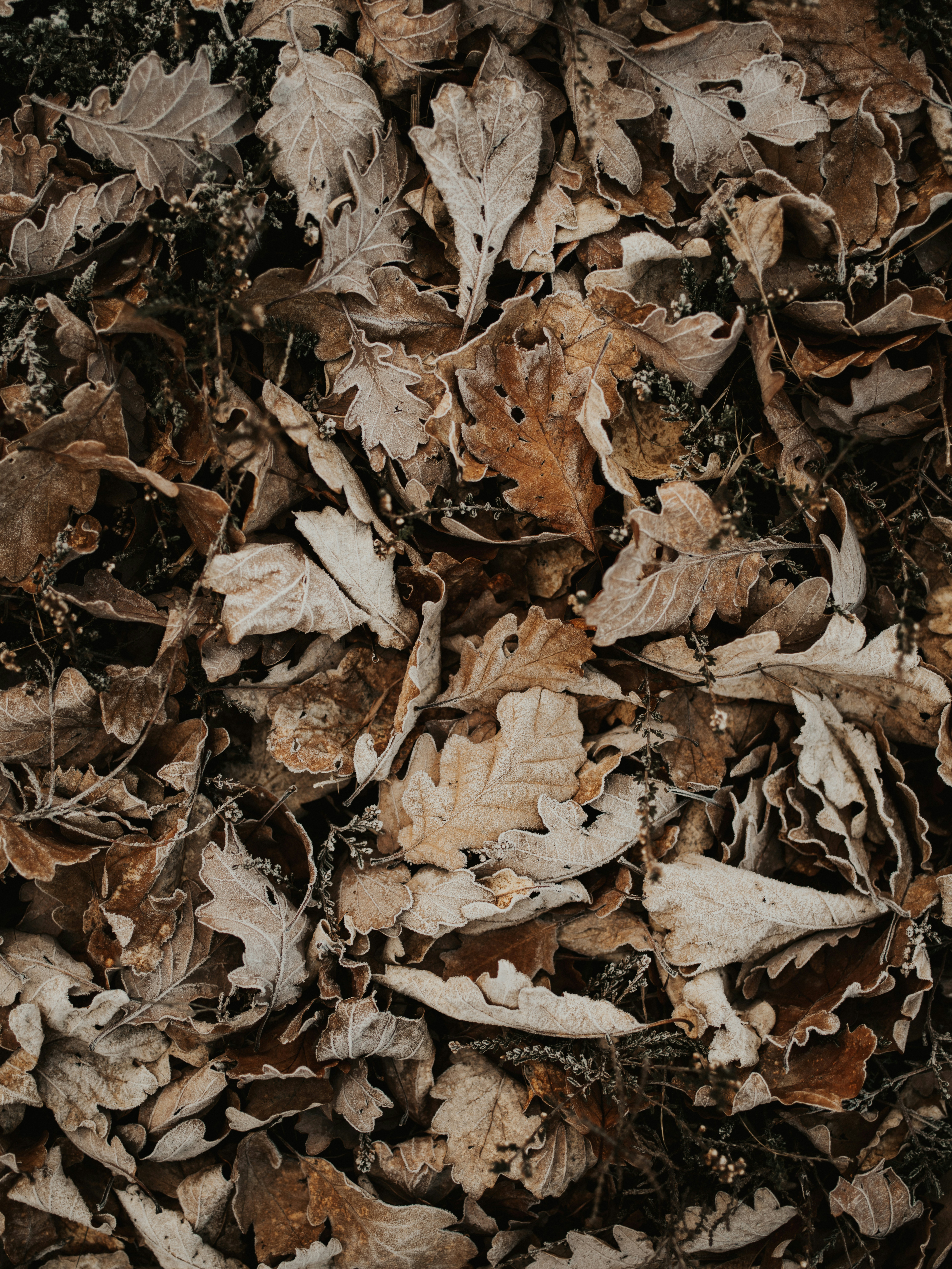 Photo by anniespratt