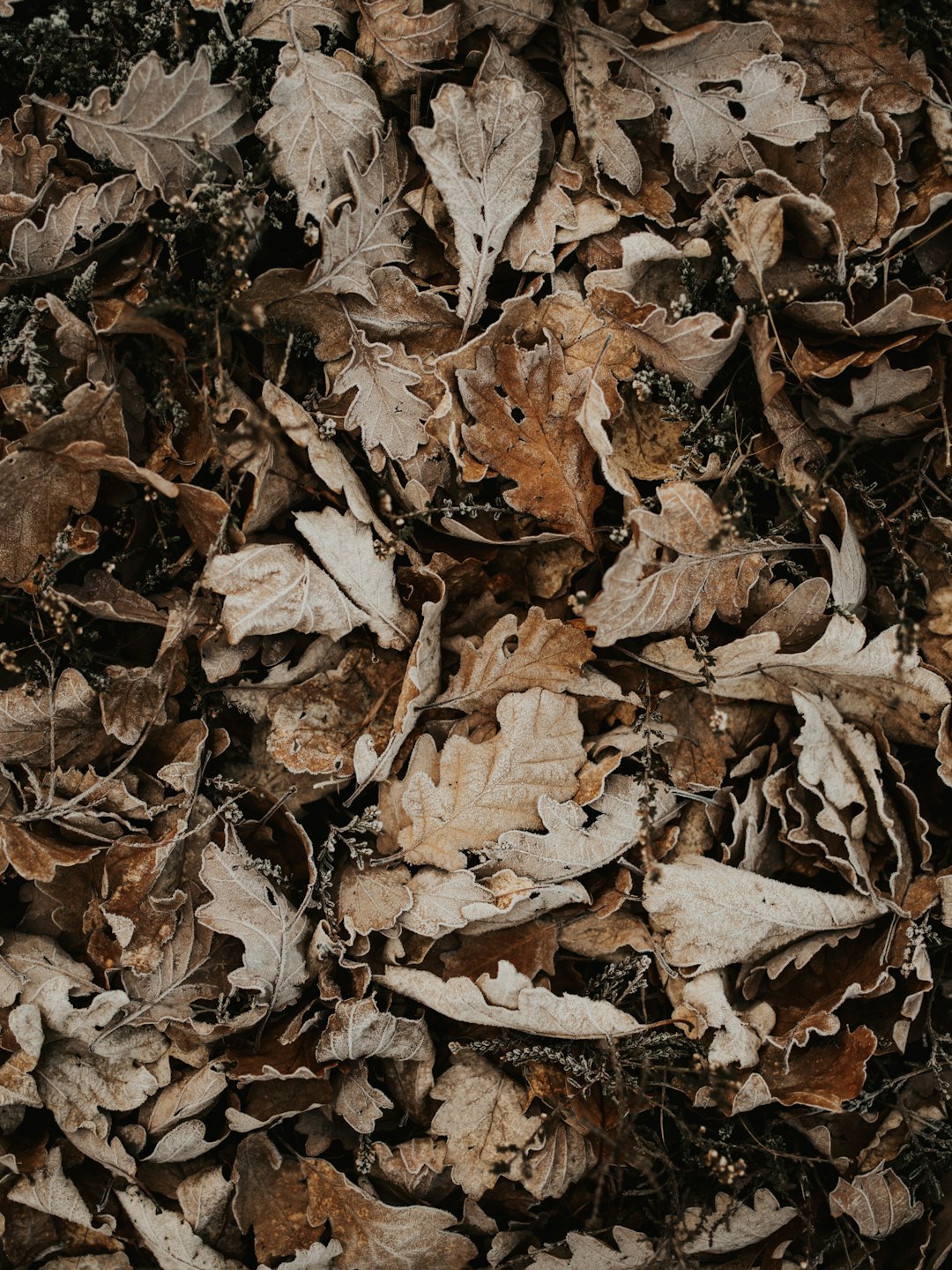 brown dried leaves display