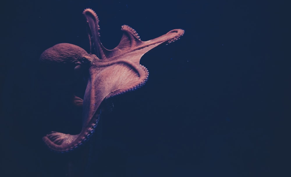 brauner Oktopus auf schwarzer Oberfläche