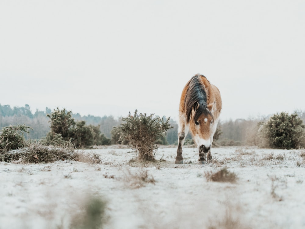 brown horse on snow field