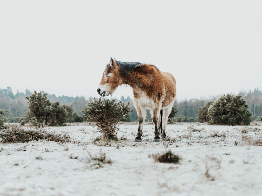 cavalo marrom alimentando-se de folhas de arbusto