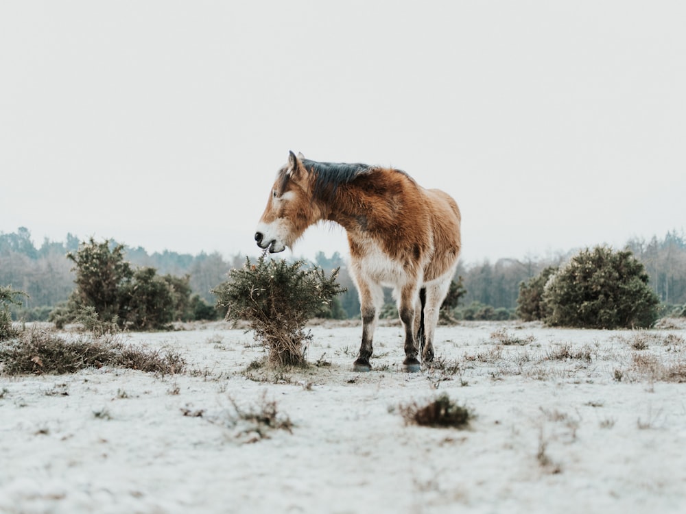 cheval brun se nourrissant de feuilles de brousse