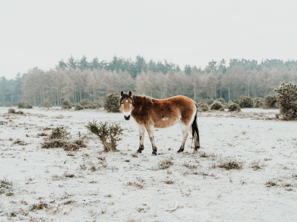 brown burro grazing on field