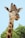 brown and beige giraffe