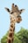 brown and beige giraffe