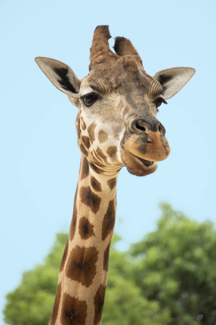 A giraffe looking toward the camera against a blue sky