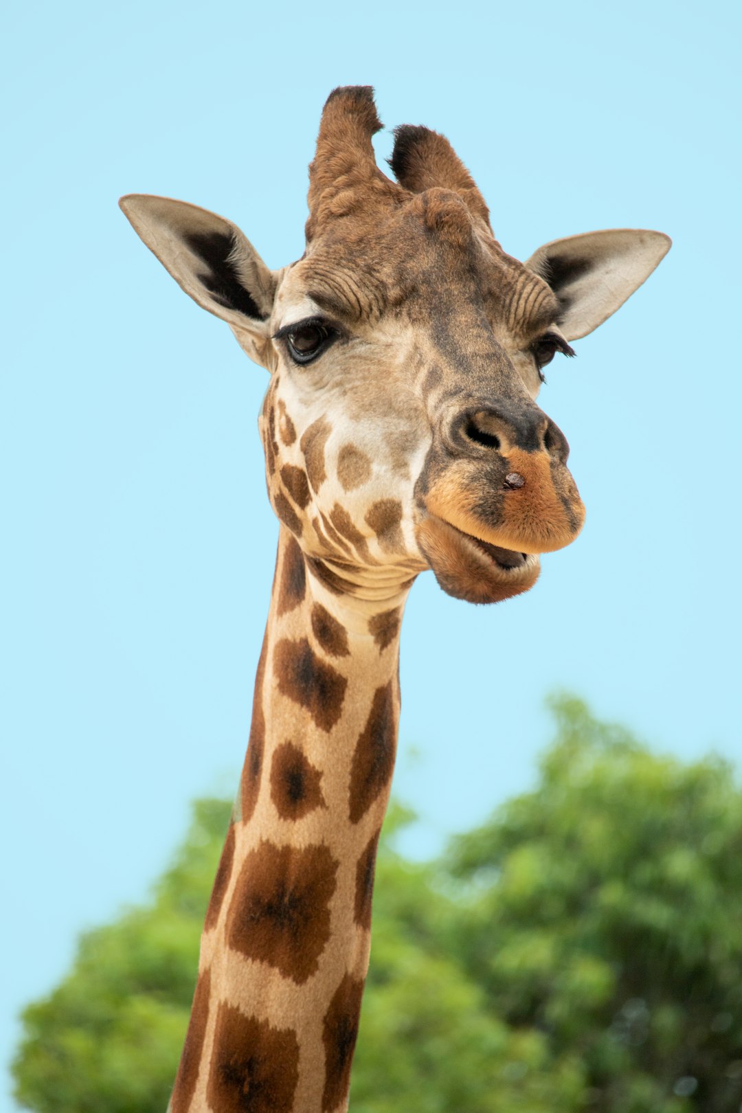 giraffe