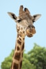 Giraffe Birthday