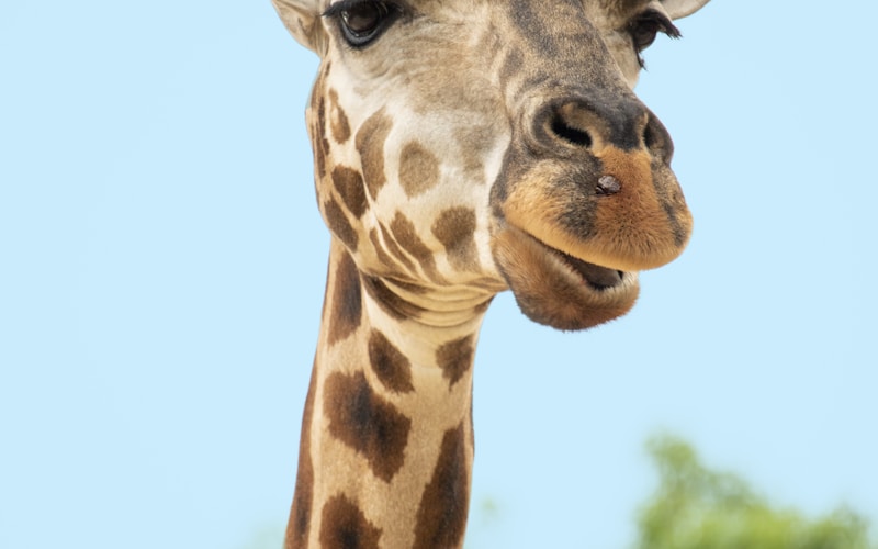 Giraffe feeding at Giraffe Centre