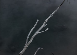 a tree branch sticking out of a body of water