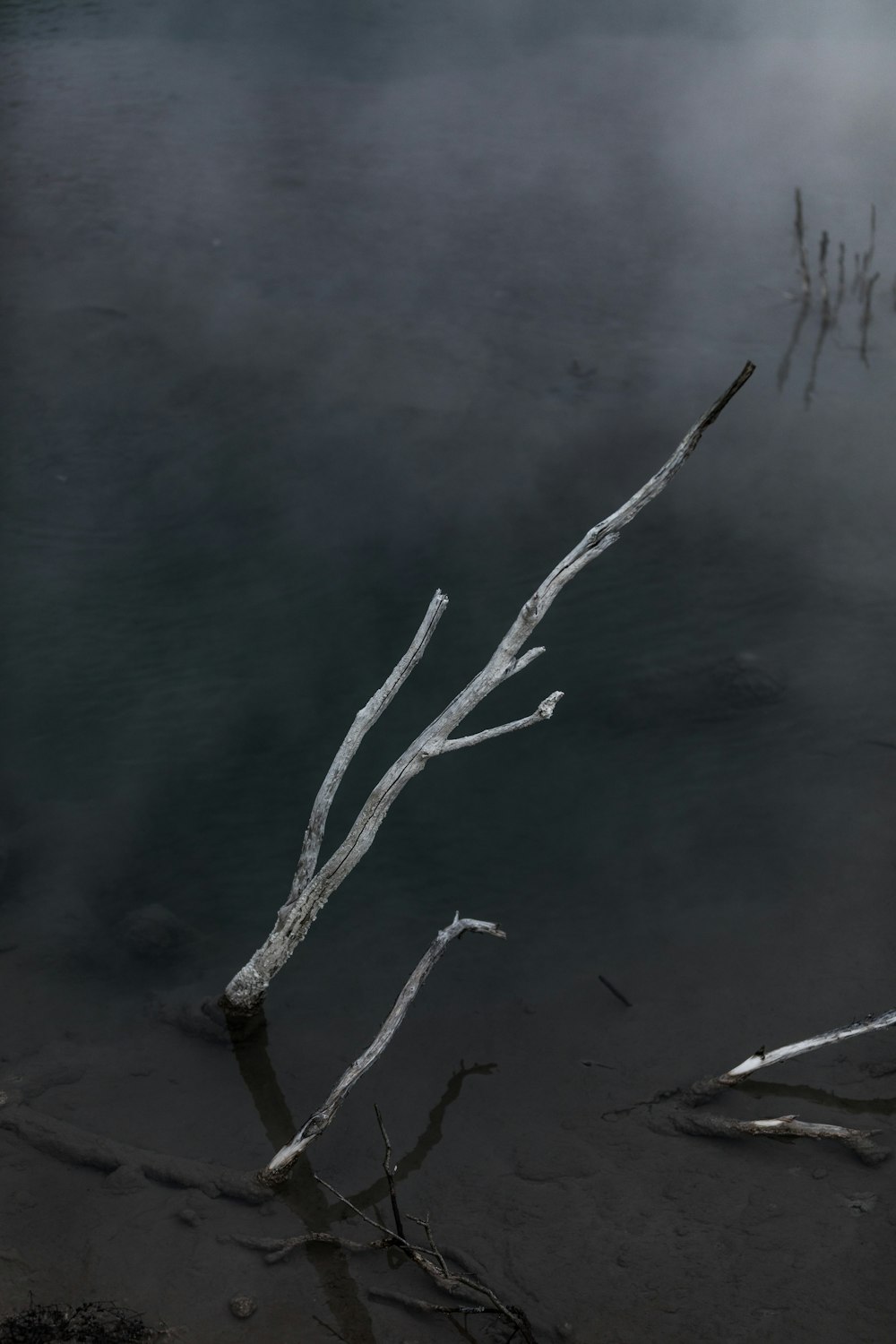 a tree branch sticking out of a body of water