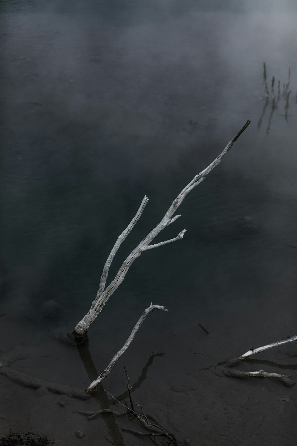 Un ramo d'albero che spunta da uno specchio d'acqua