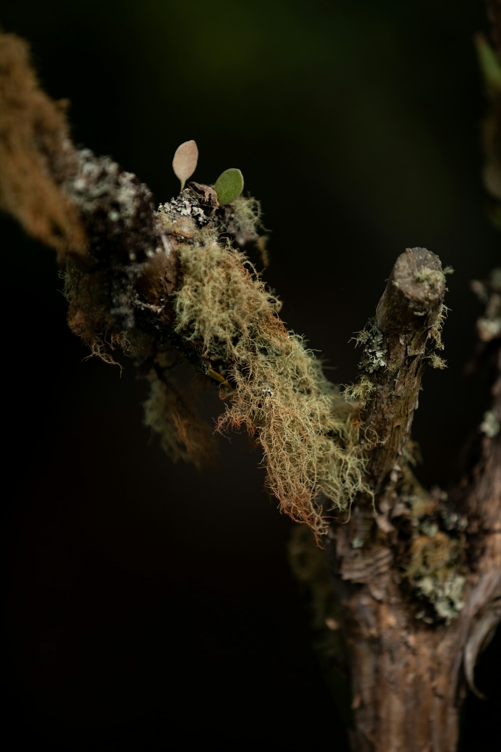 mousse sur branche d’arbre