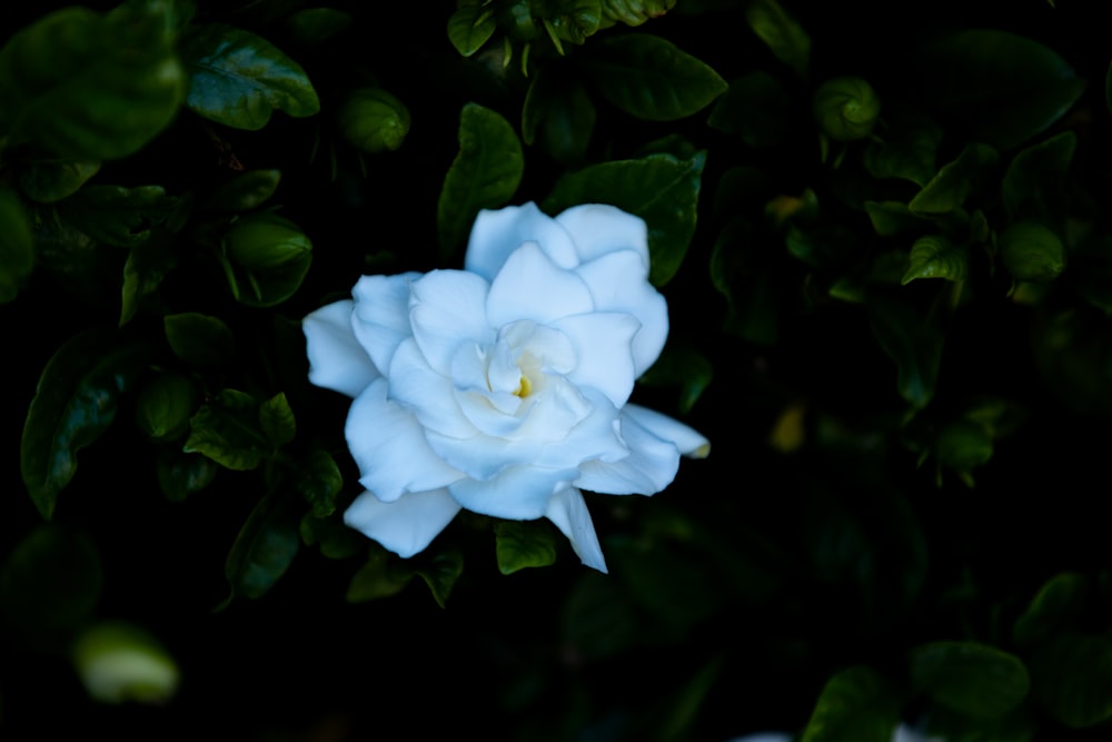 white cluster flower in bloom