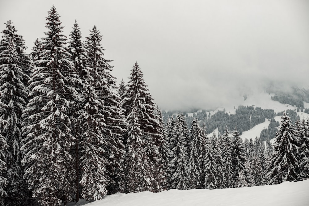 trees covered by snow