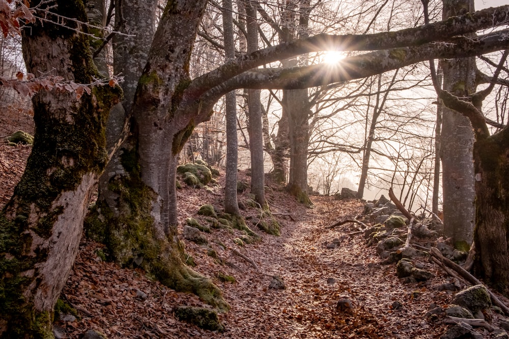 sunlight passing through trees during daytime