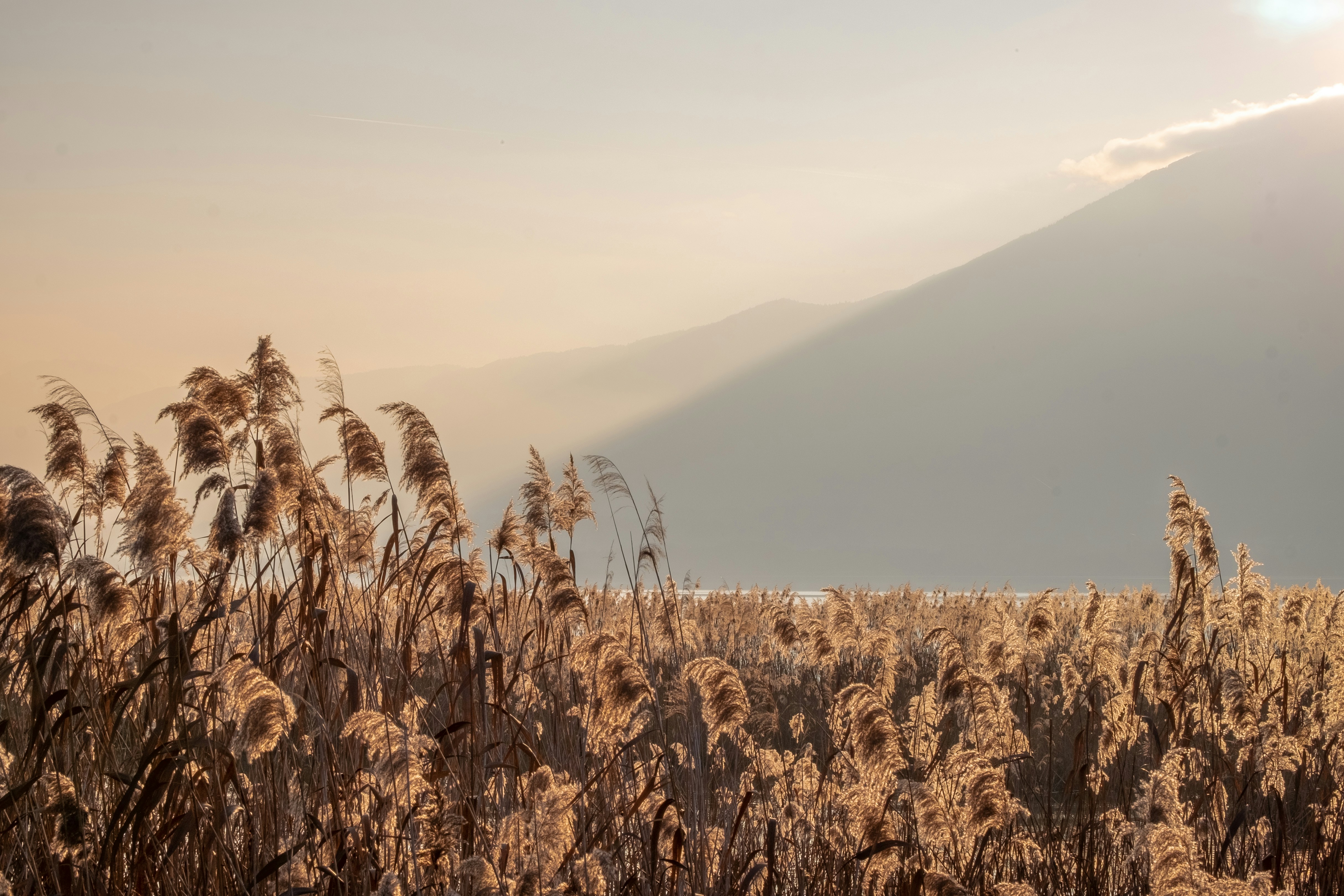pastos cerca de la montaña