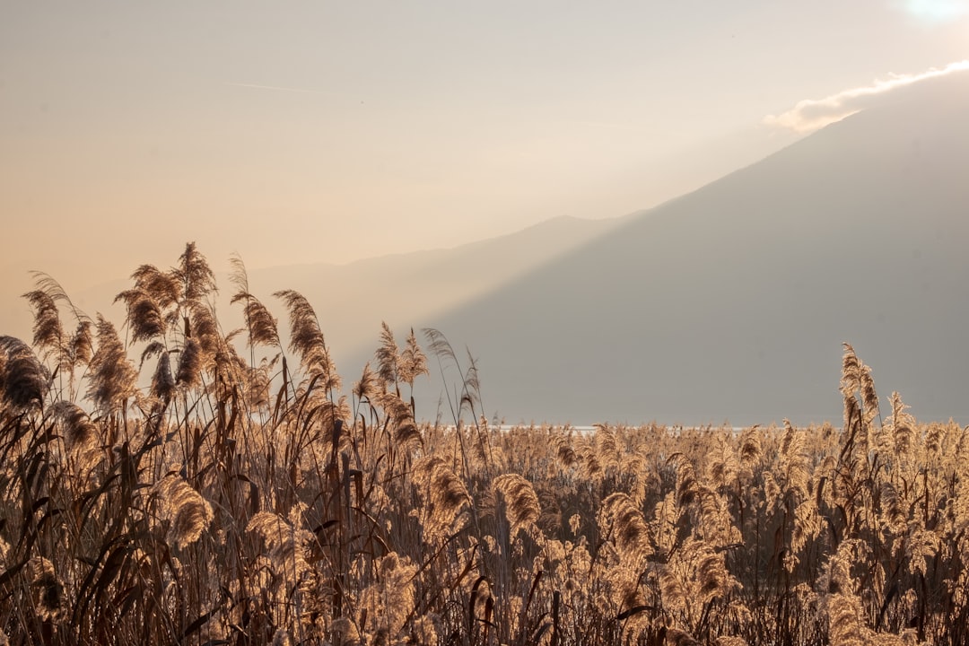 grasses near mountain