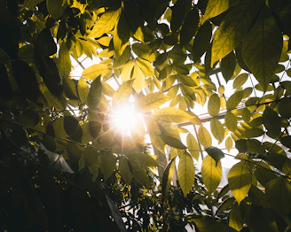 sun rays coming through green leaves
