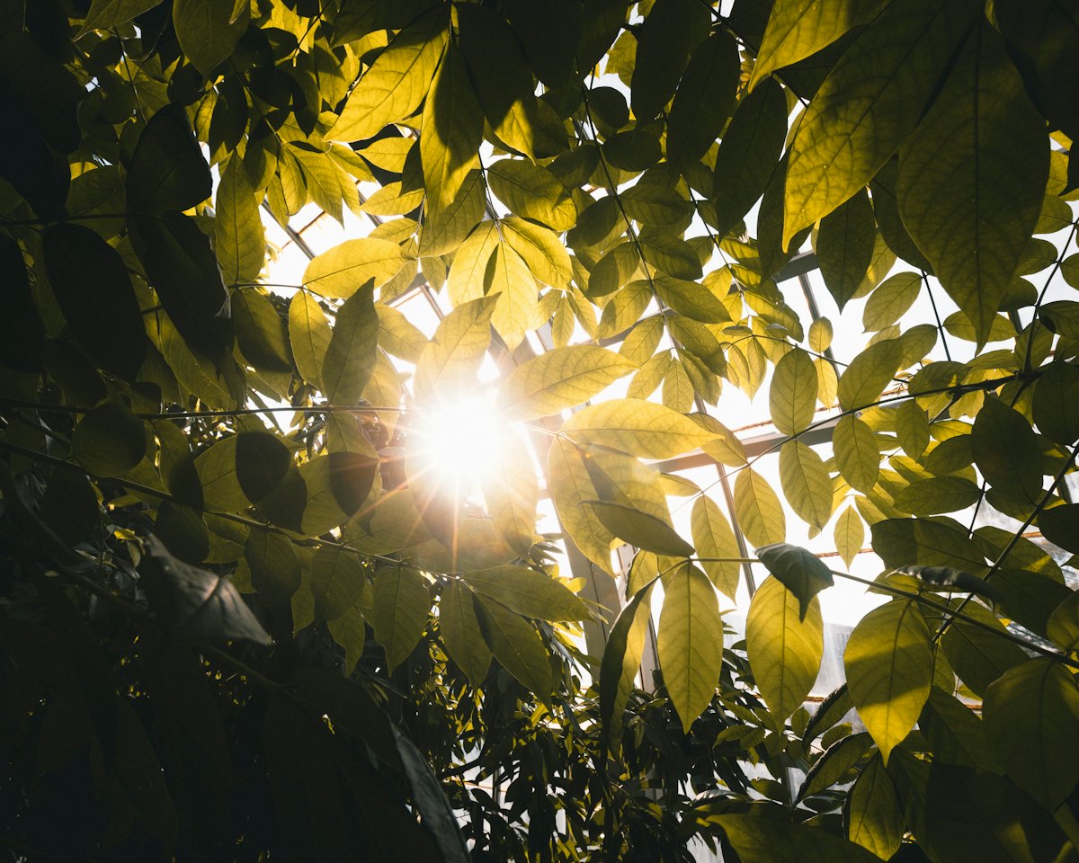 Sunlight through green forest leaves