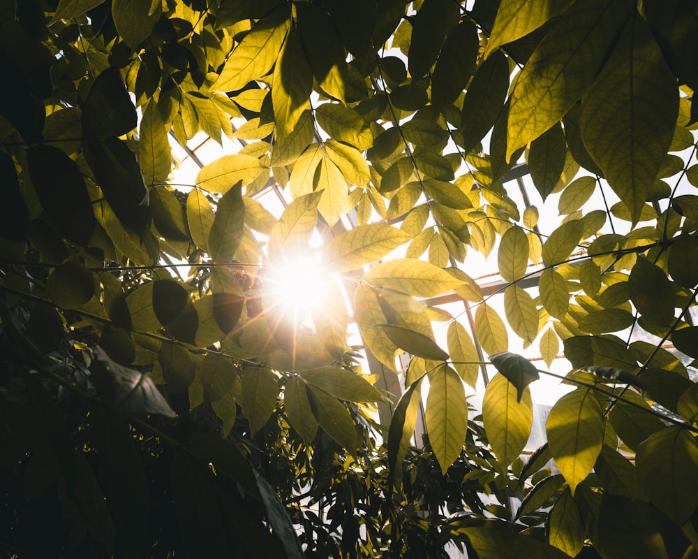 sun rays coming through green leaves