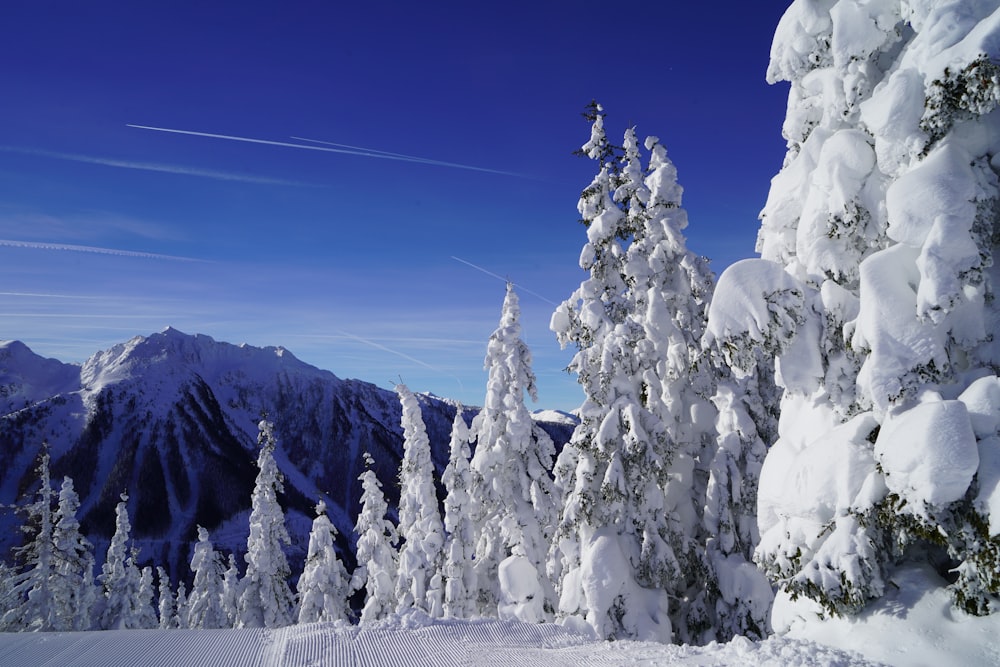 snow covered trees during winter