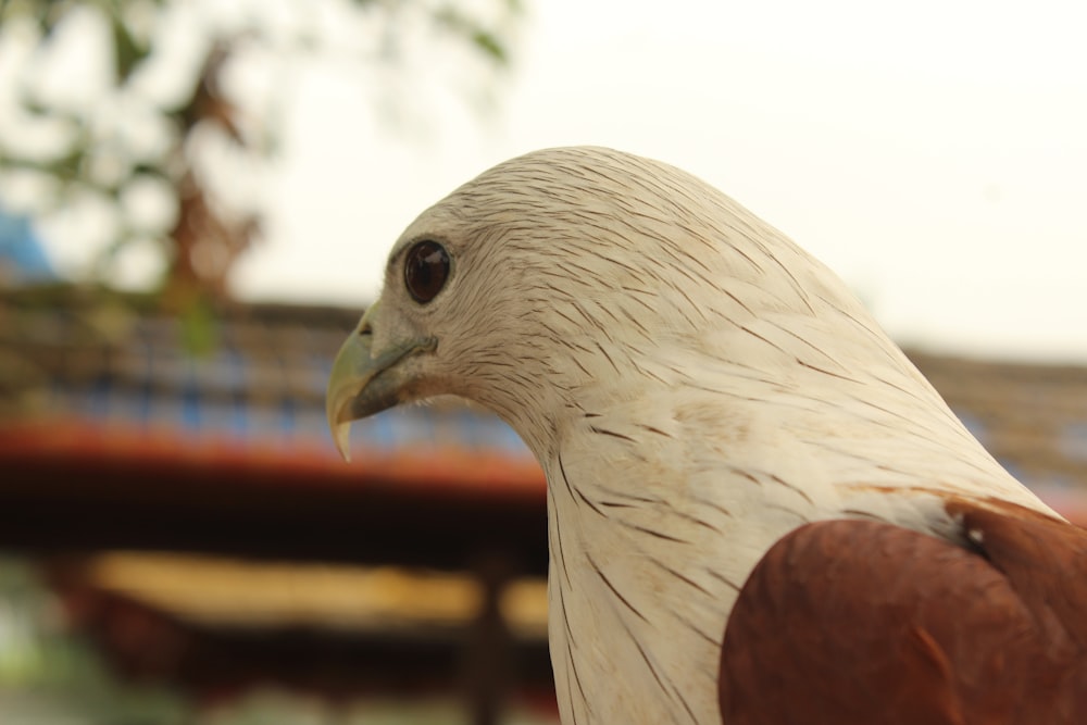 white and brown Eagle décor