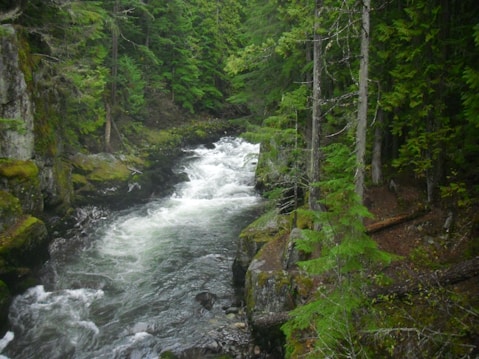 A serene forest landscape featuring a fast-flowing river cutting through dense greenery. Tall evergreen trees surround the river, with moss-covered rocks lining the banks, creating a tranquil and secluded atmosphere.