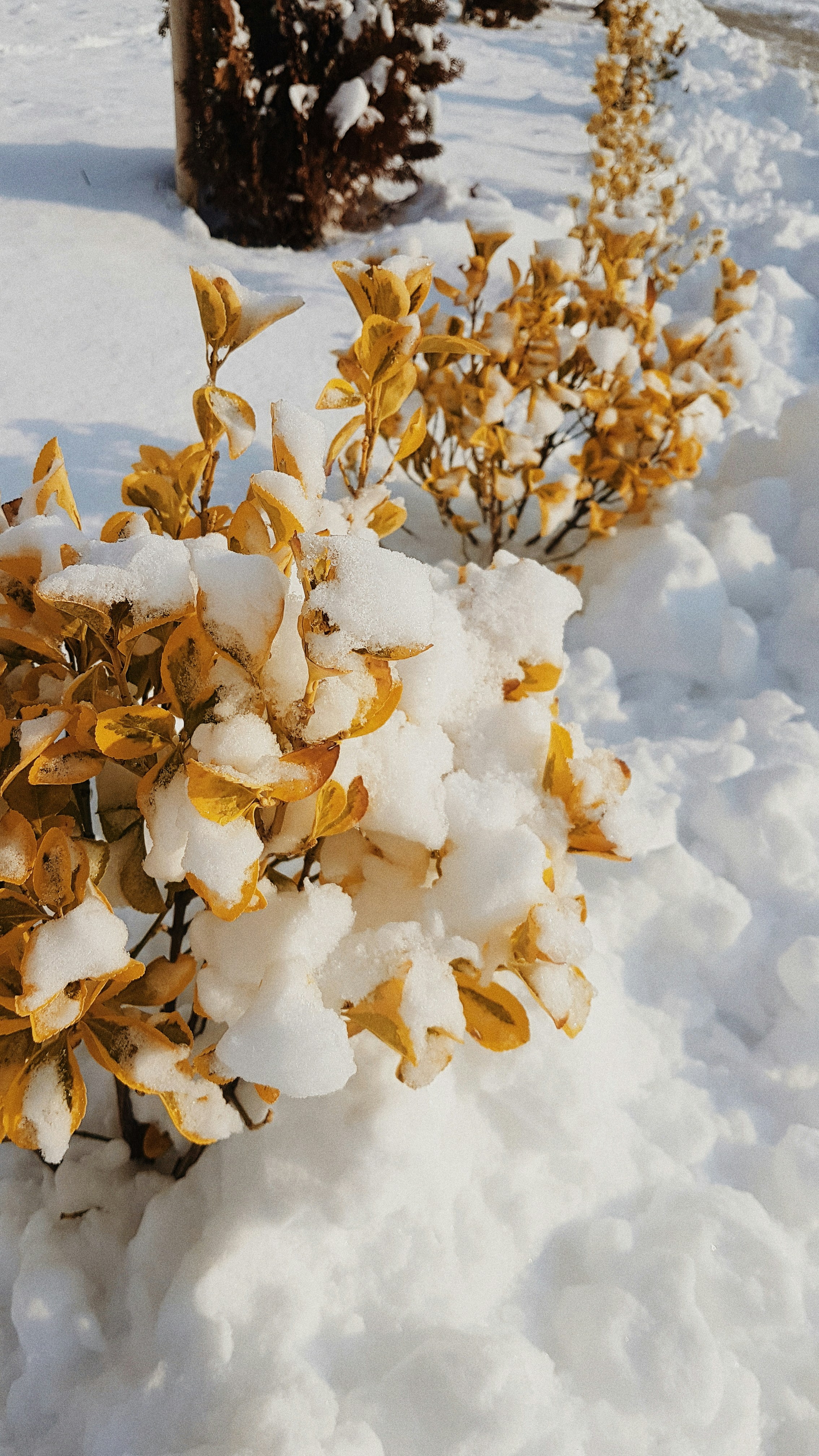 雪原に黄色の花びらの花の写真 Unsplashで見つける雪の無料写真