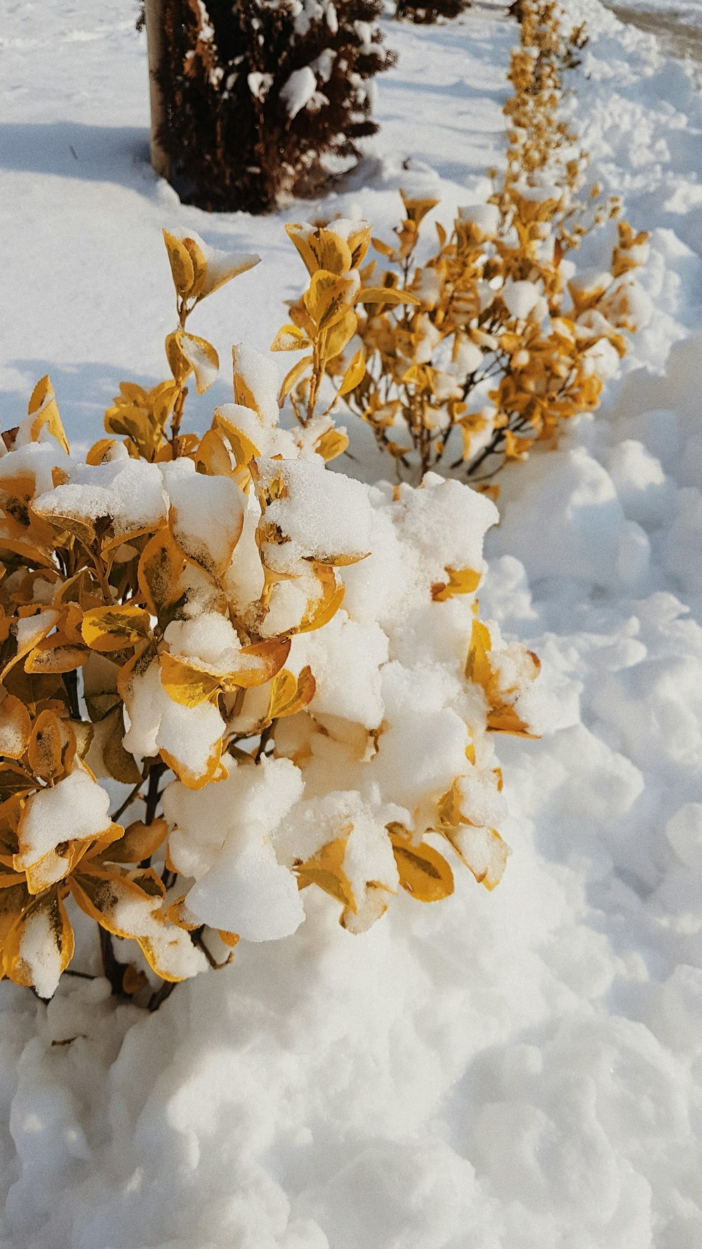 yellow petaled flowers on snow field