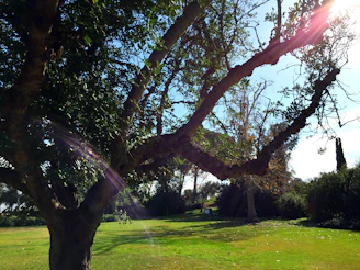Volunteers planting trees in a sunny community park, symbolizing growth and care.