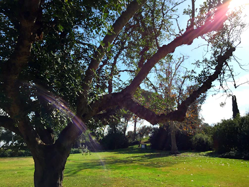 Volunteers planting trees in a sunny community park, symbolizing growth and care.
