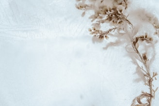 white petaled flower close-up photography