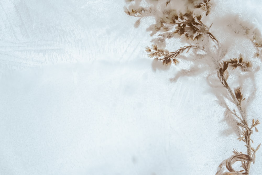 white petaled flower close-up photography