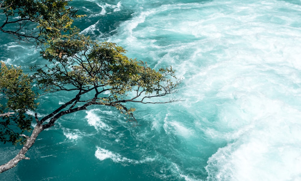 tree above water on daylight