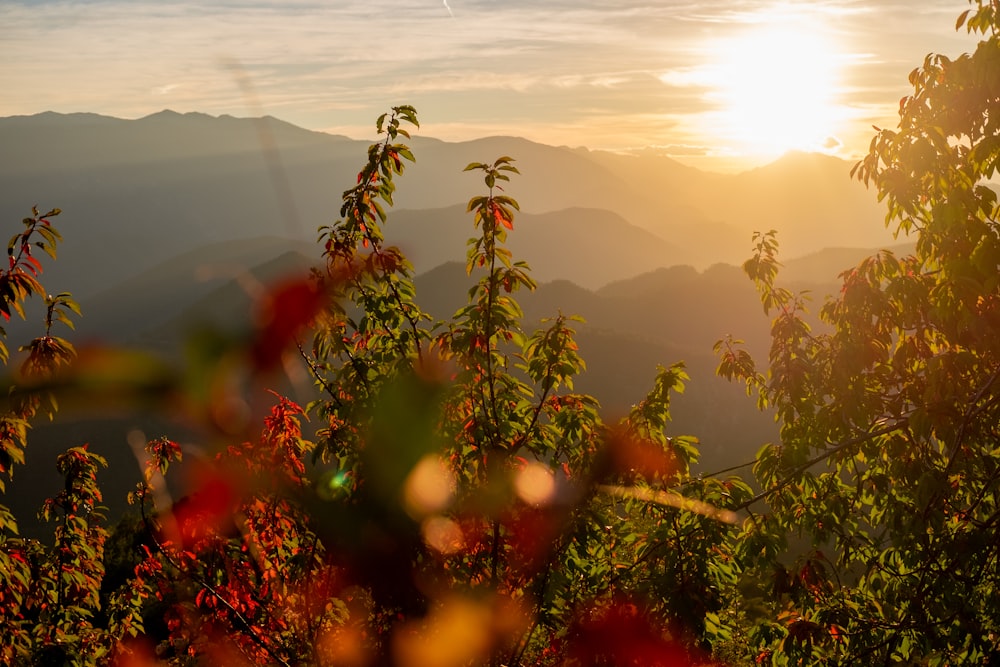 nature photography of green trees overlooking mountain range during daytime