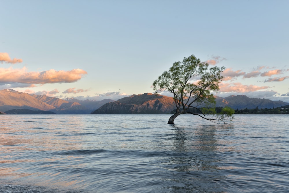 arbre au milieu de l’océan