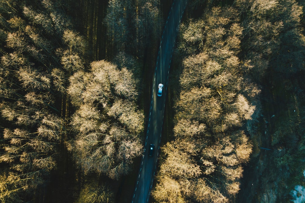 aerial view of two vehicles on road between trees