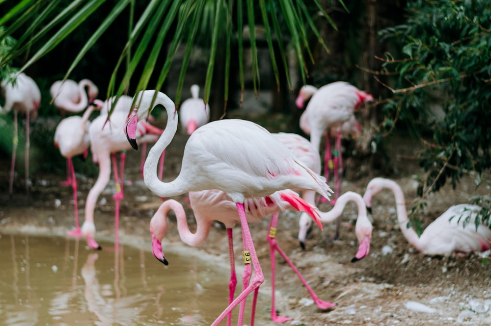 white flamingoes