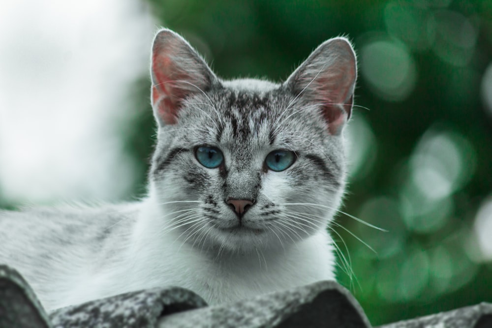 whit and gray cat lying on roof