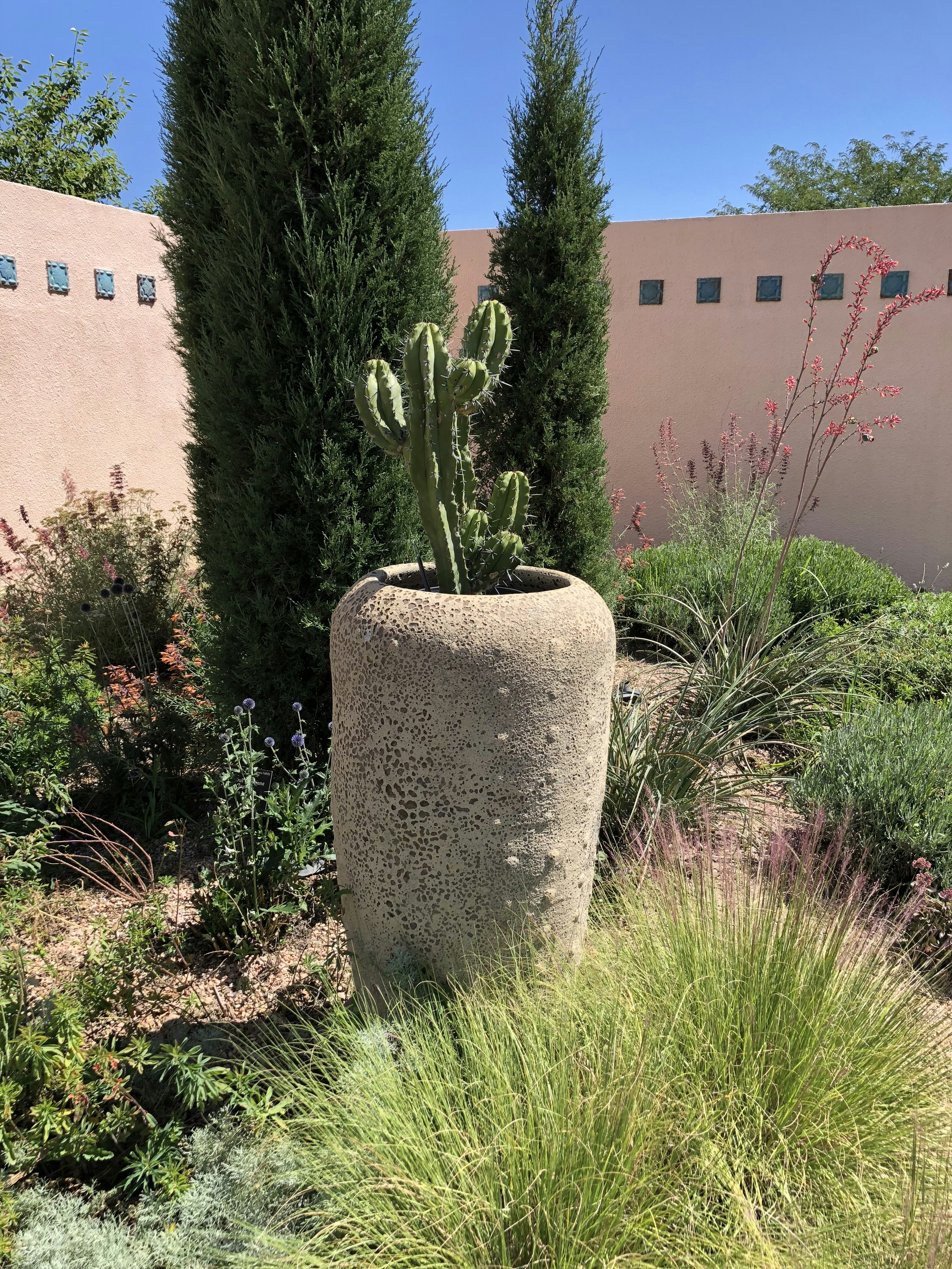 A thriving button cactus planted in a terracotta pot