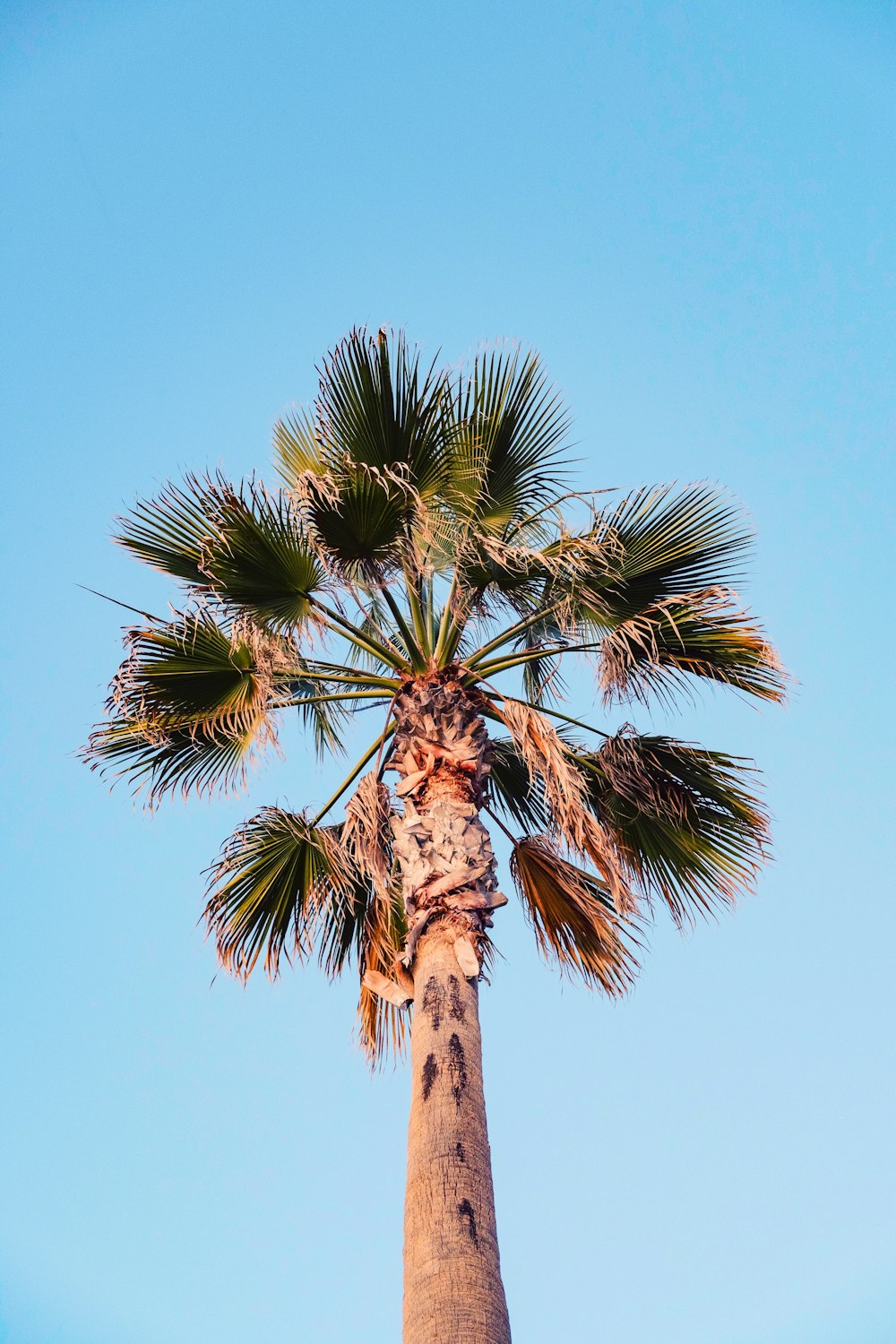 green-leafed tree