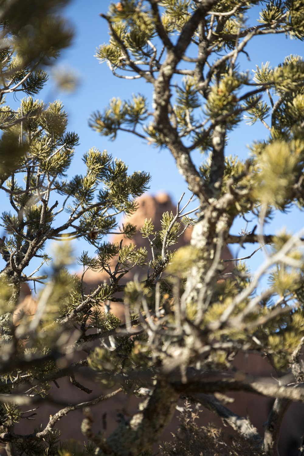 tree in front of mountain