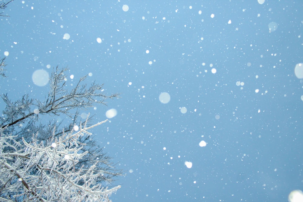 trees and snowdrop