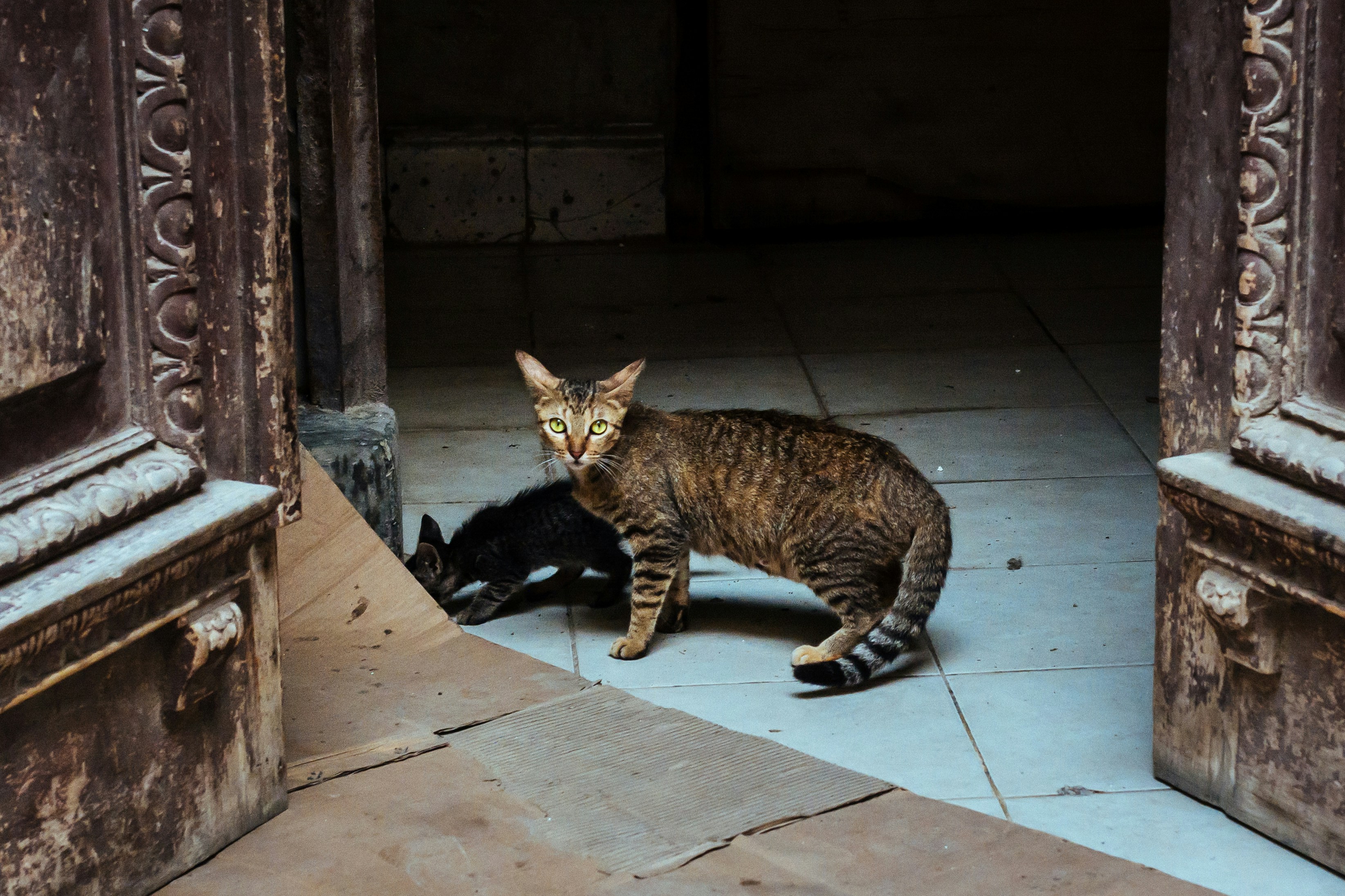 The Intelligent Plotters (image credits: unsplash)