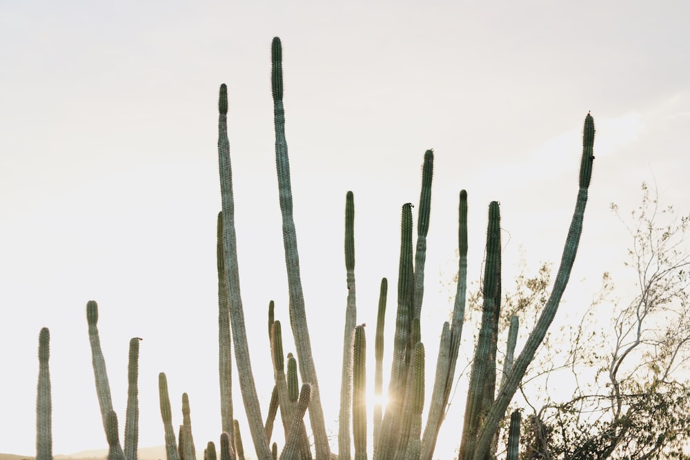 green cacti under white sky