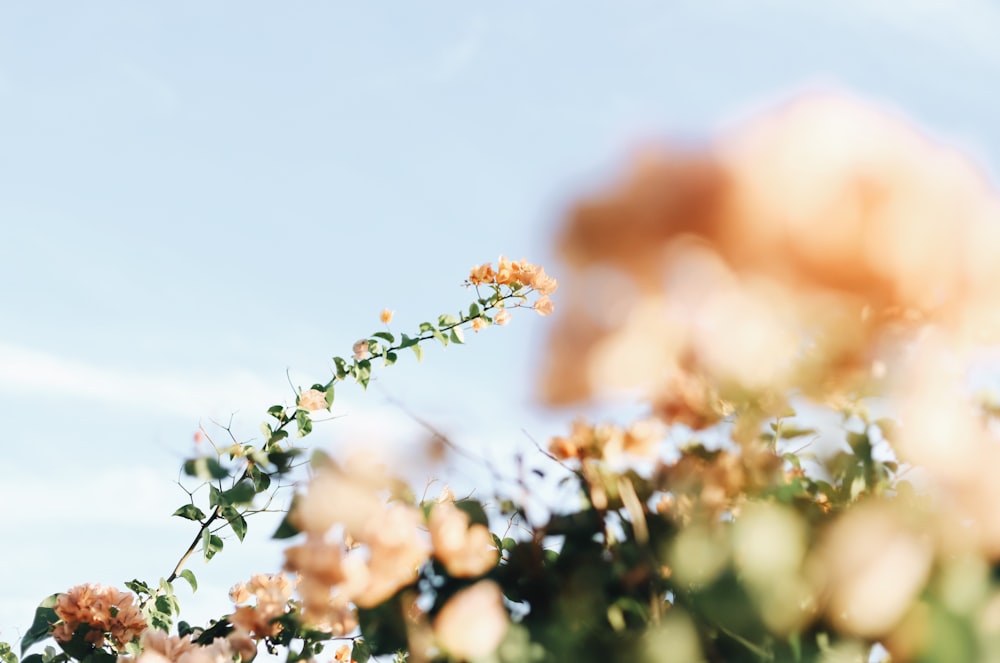 white petaled flower blooming