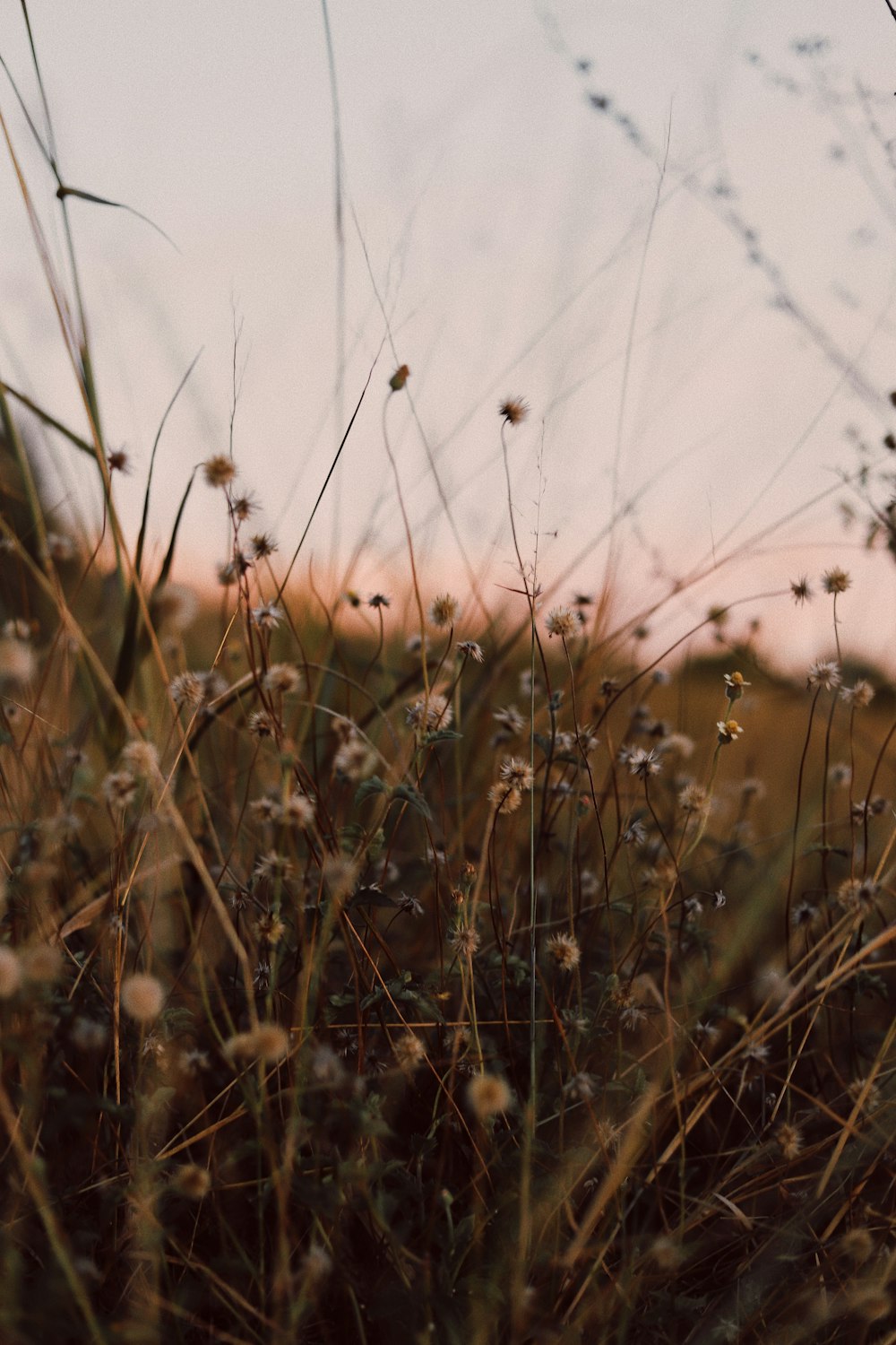 bokeh photography of brown flowers