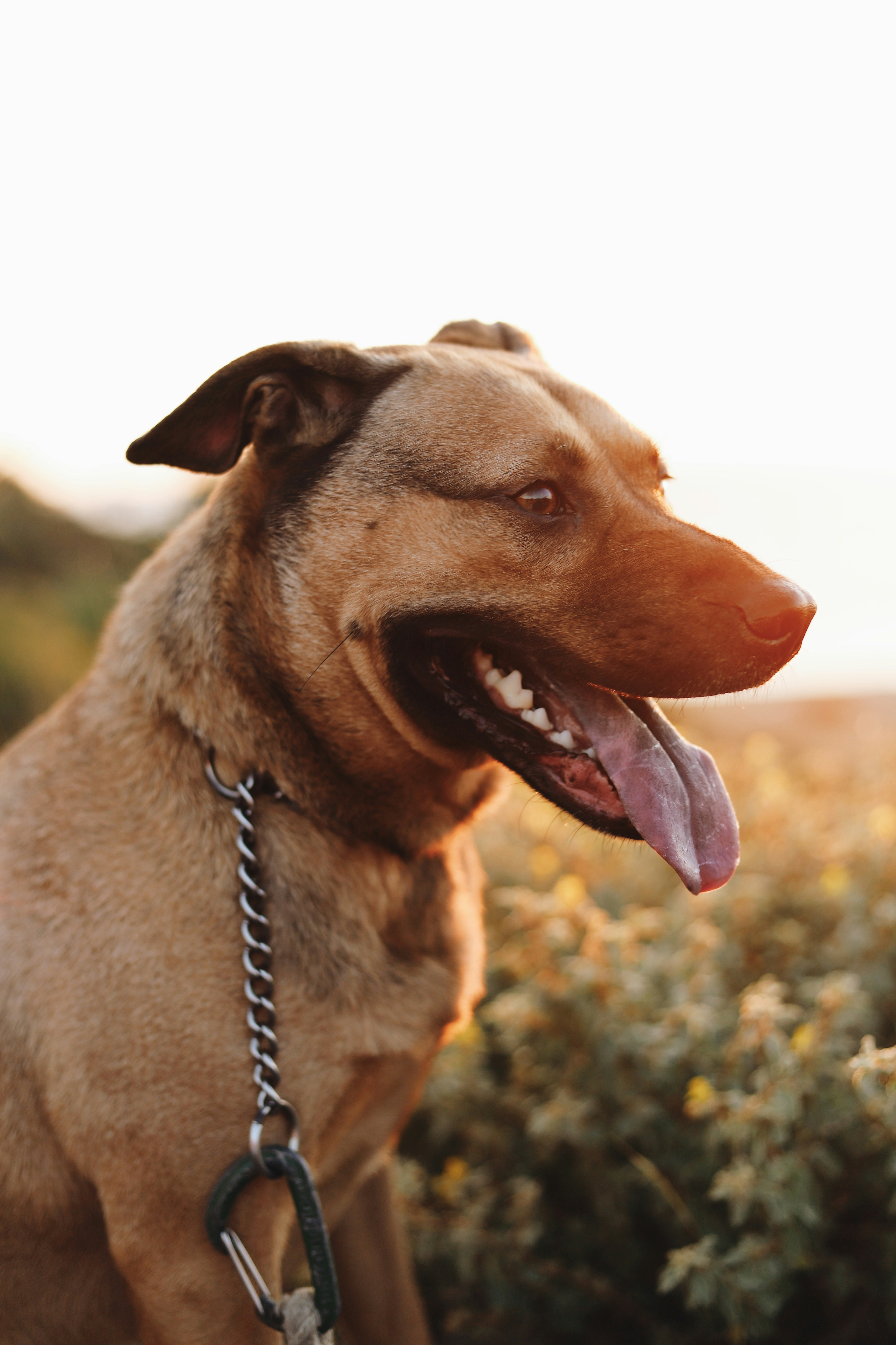 short-coated brown dog near green bushes