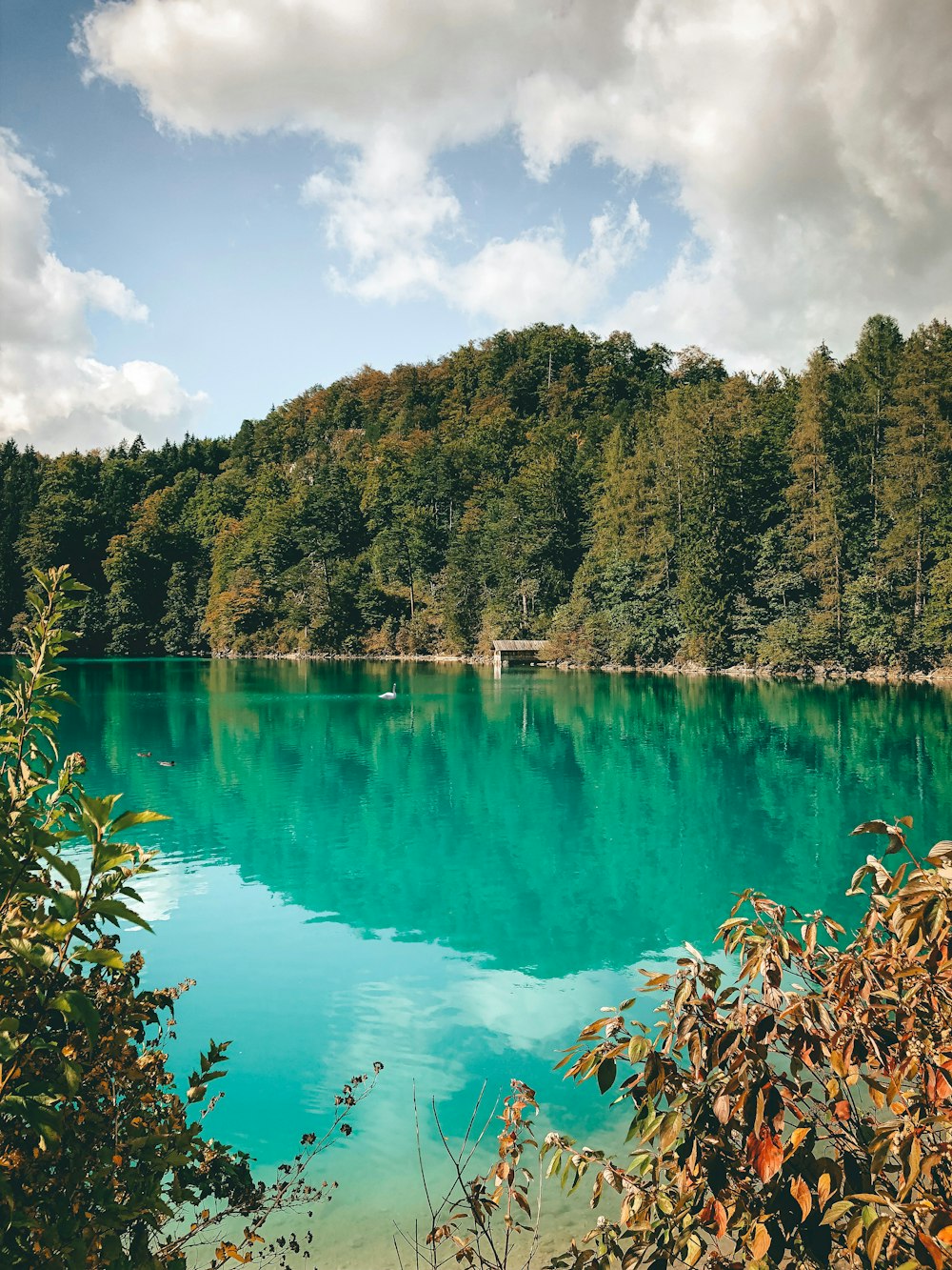 body of water surrounded with tress during daytime